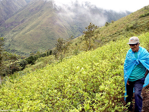 Steep_Coca_Field22