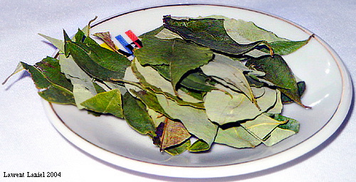 Dry_Coca_Leaves2