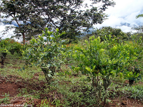 Old_Coca_Tree