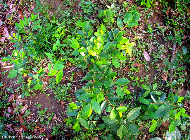 Coca_Bush_Chapare