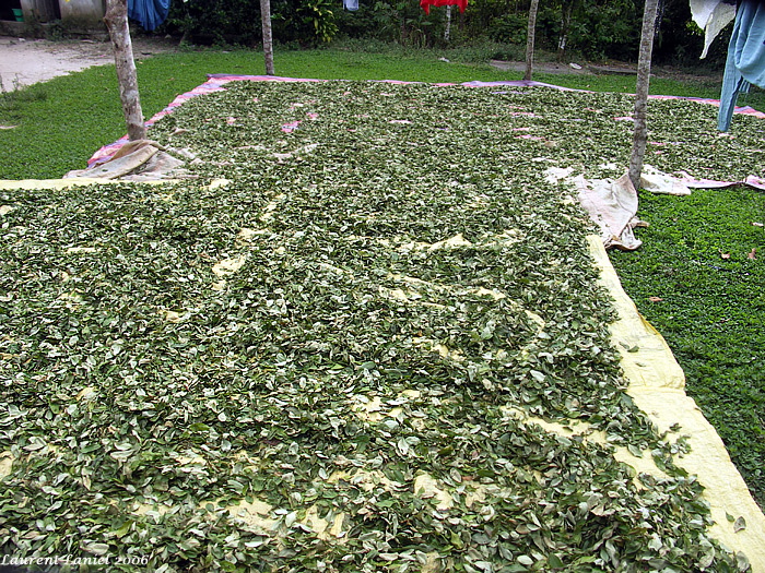 Coca_Drying