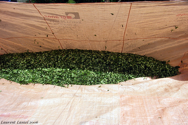 Coca_in_Tarpaulin
