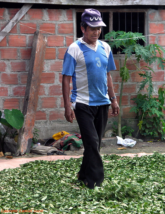 Cocalero_Pisando_Coca_Close