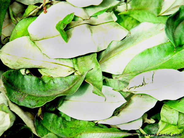 Drying_Leaves_Close-Up
