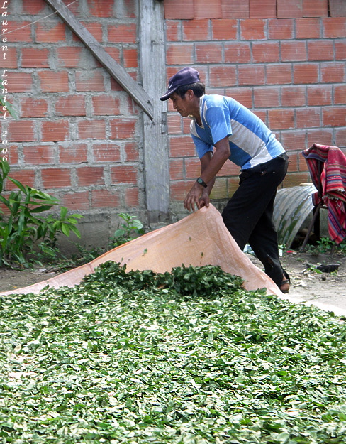 Cocalero_Coca_Tarpaulin
