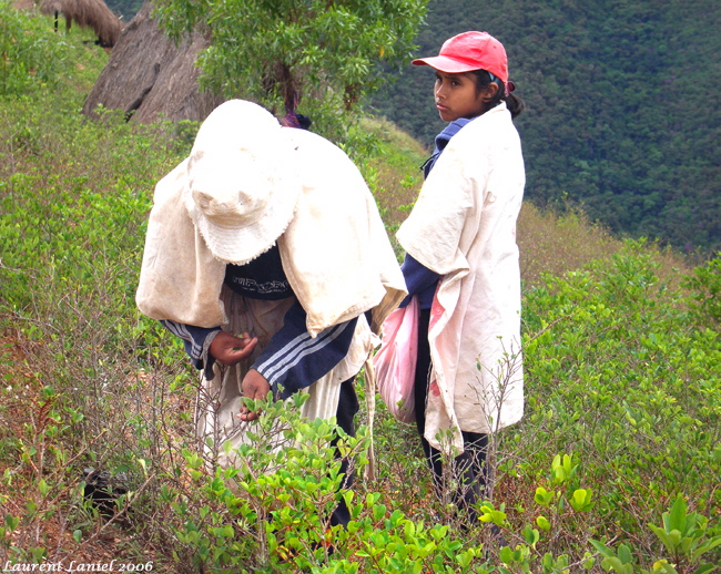 Coca Picker