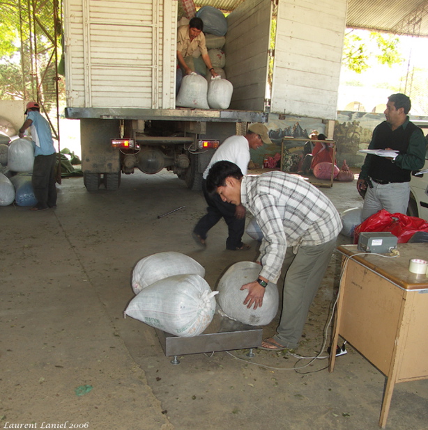 Weighing Seized Coca