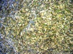 Coca leaves close-up