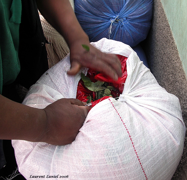 Sowing_Coca_Sack_2