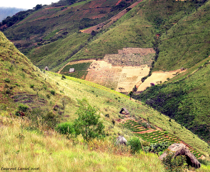 Yungas_Coca_Landscape