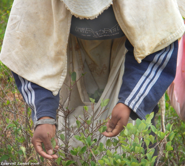 Picking_Hands_5