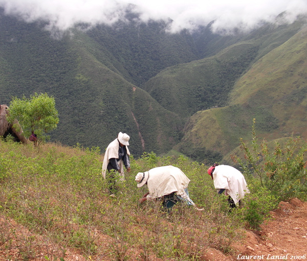 Coca_Pickers
