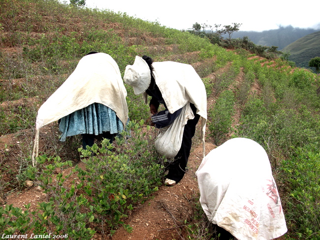 Coca_Pickers_3