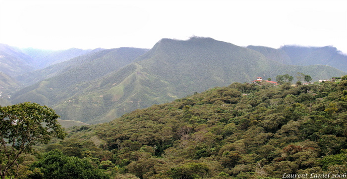 Coca_Landscape_2