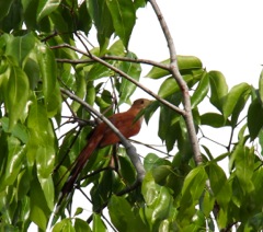 Red_Bird