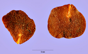 yopo seeds