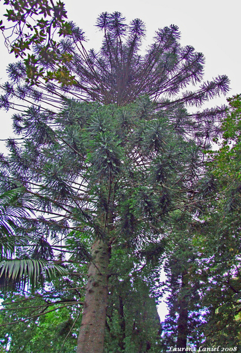 Araucania_2