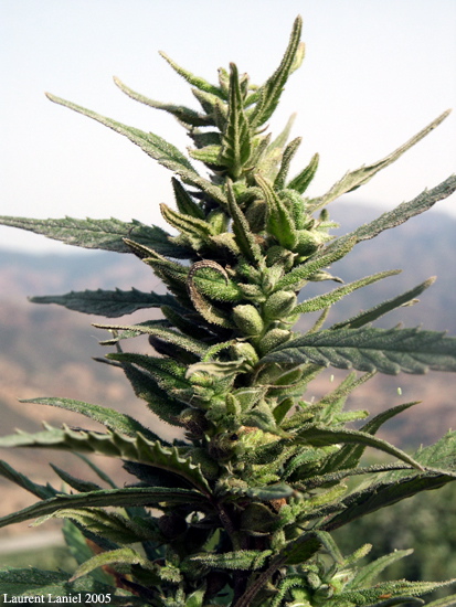 Kif_With_Seeds_CloseUp
