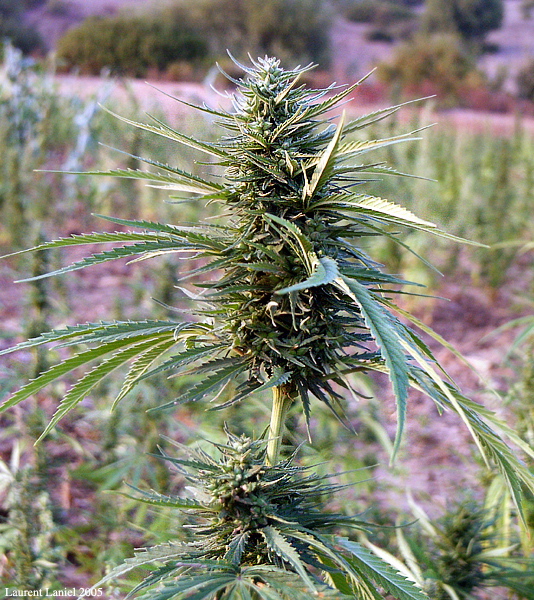 Thick_Cannabis_Stalk