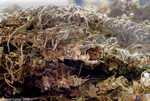 Dry_Kif_CloseUp