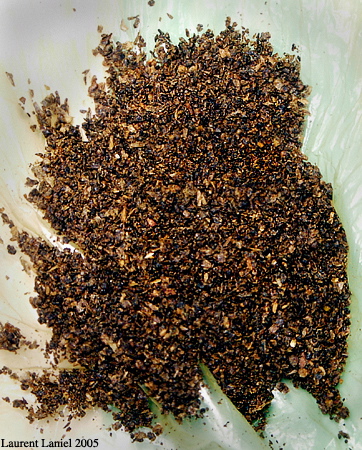 Black_Tobacco_CloseUp