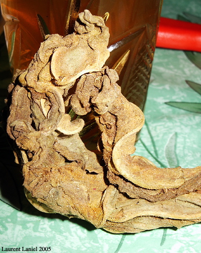 Dry_Tobacco_Flower