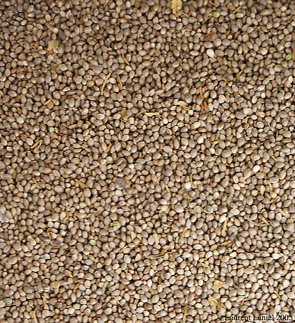 Cannabis_Seeds