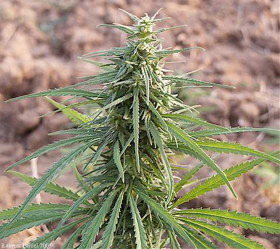 Maturing_Cannabis_Bud