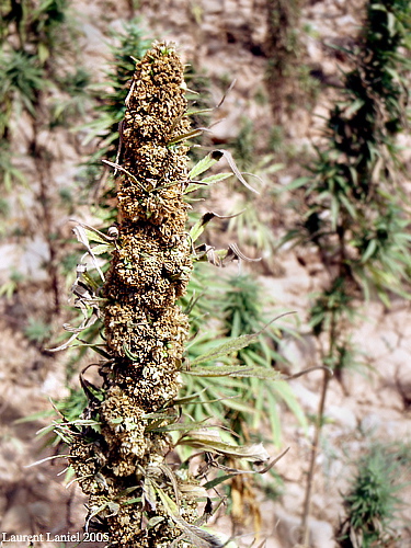 Male_Plant