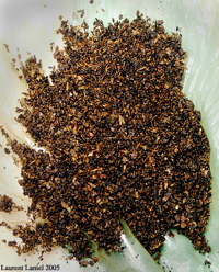 Black_Tobacco_CloseUp
