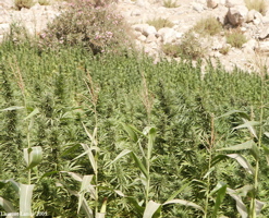 Maize_&_Cannabis_Close-Up