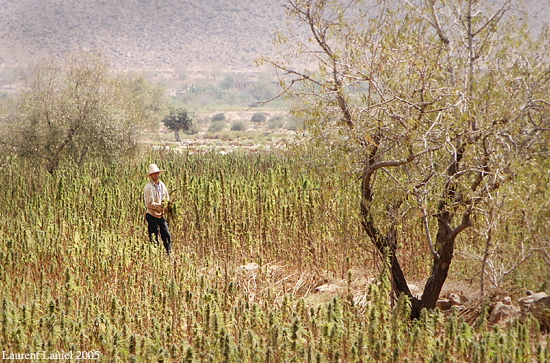 Cannabis_Harvester_Rif