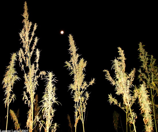 Cannabis_Full_Moon_Flash
