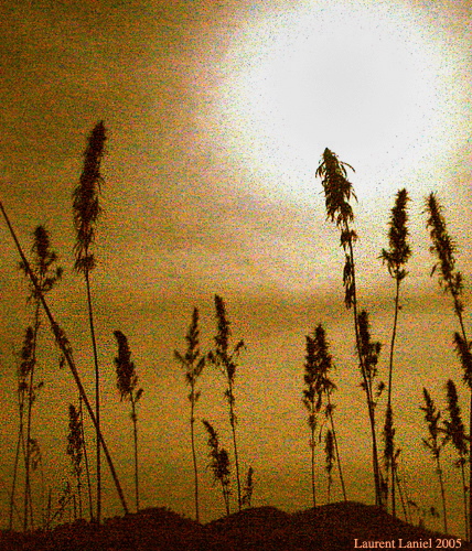 Cannabis_Under_Full_Moon
