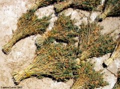 Drying_Cannabis_Sheaves