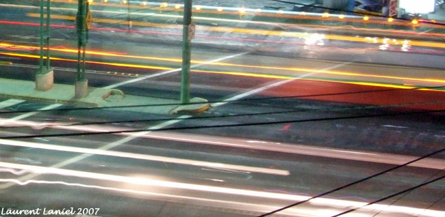 Camellón